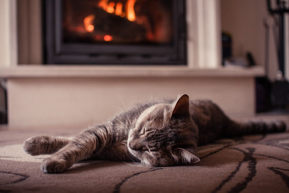 Should we leave the heating on for our pets?